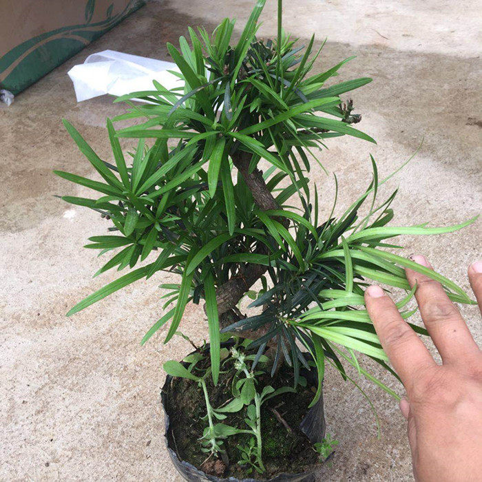 s型罗汉松盆景盆栽绿植造型
