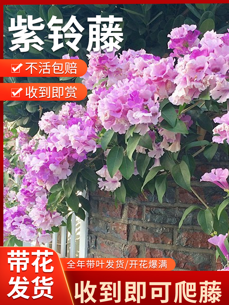 紫铃藤爬藤植物蒜香藤花苗紫花庭院阳台围墙植物室外花卉盆栽植物 鲜花速递/花卉仿真/绿植园艺 时令草本花卉 原图主图