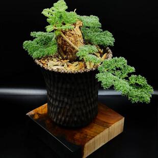 一末多肉 多肉植物羽叶洋葵潮流块根多肉阳台盆栽一物一拍