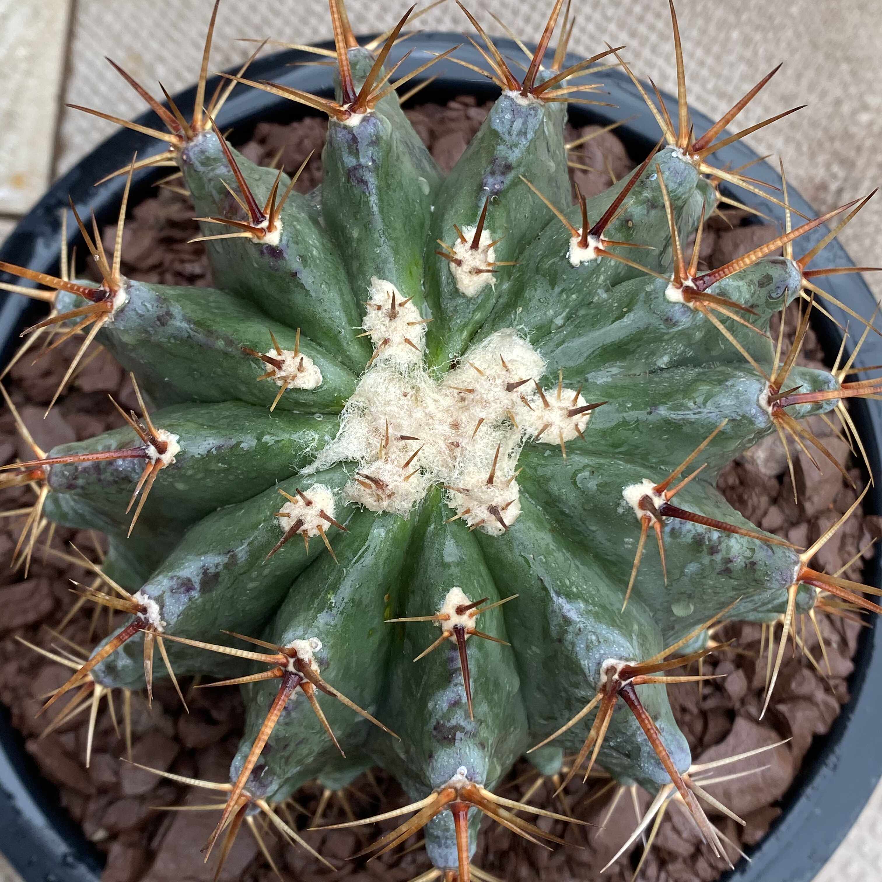 实生弁庆仙人球植物 强刺球属 热带狂刺沙生