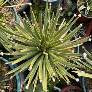 棉花糖Agave albopilosa 一物一拍 稀有白头翁龙舌兰盆栽