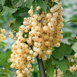 醋栗种子 鹅莓树盆栽水果浆果种子庭院阳台种植盆栽