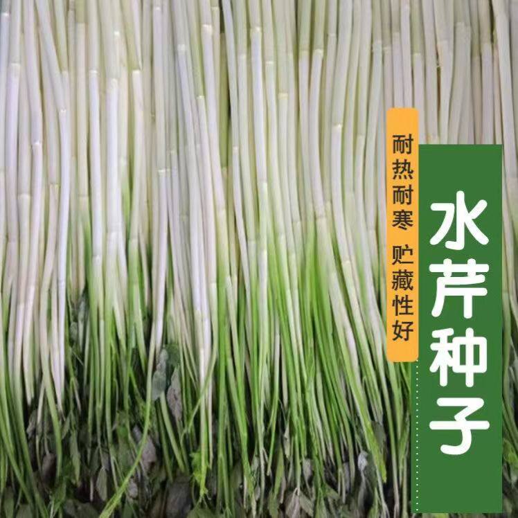 水芹菜种子高产脆嫩小香芹种子春夏秋耐寒耐热蔬菜种子孑