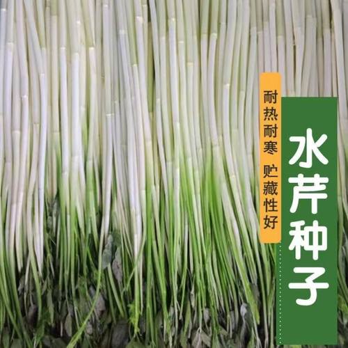 水芹菜种子高产脆嫩小香芹种子春夏秋耐寒耐热蔬菜种子孑