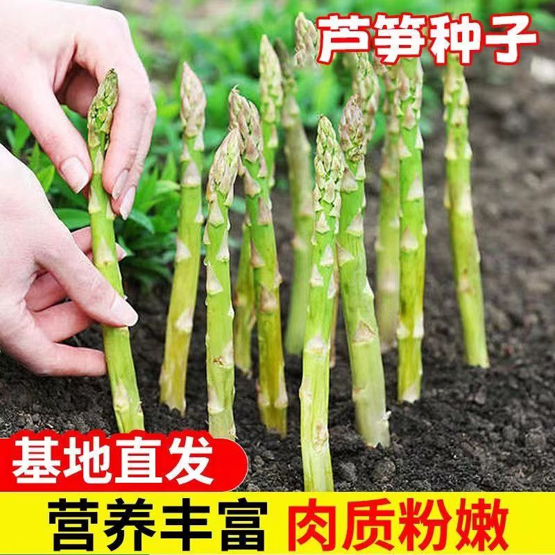 芦笋种子四季种植蔬菜之王进口绿芦笋种籽抗热耐寒高营养蔬菜种子