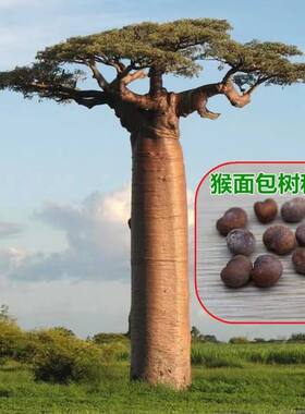 猴面包树种子猴面包果实 猴树 波巴布树