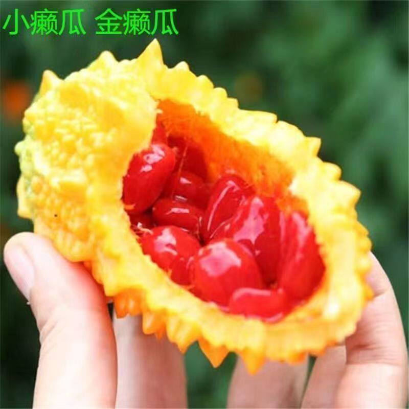小癞瓜种子水果赖葡萄种子金癞瓜盆栽赖葡萄四季蔬菜种子夏季