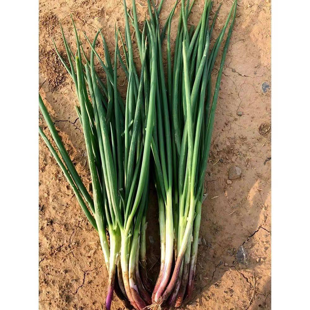 红根小香葱种子盆栽葱种红葱小葱种籽春季秋季四季阳台盆栽蔬菜孑