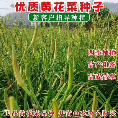 黄花菜种子野生金针菜种籽春秋四季大田庭院盆栽常年种植蔬菜种籽