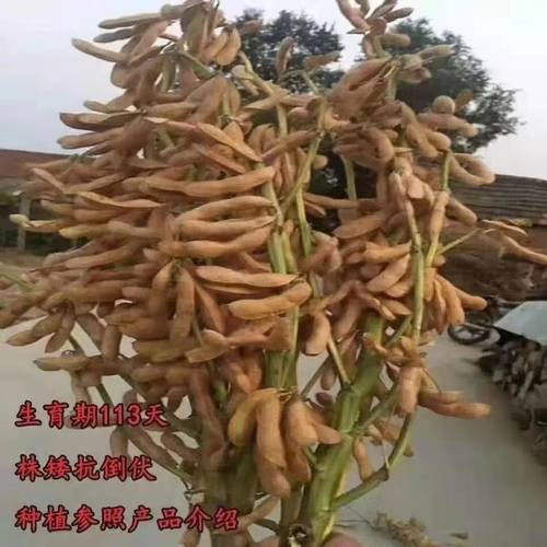超级千斤豆黄豆种子早黄豆种子农家自种大豆钟籽抗病
