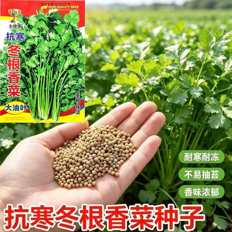 抗寒冬根香菜籽20克大叶香菜适合秋冬季蔬菜种子