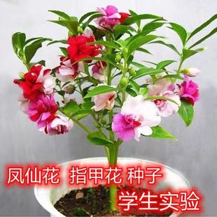 茶花凤仙花种子茶花盆栽室内学生实验四季易种花草指甲花种籽