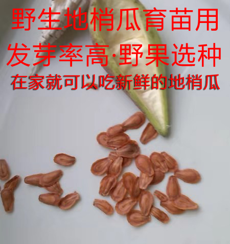 地梢瓜种子育苗砖用 羊母奶果 奶瓜瓜 地梢花 女青 羊角100粒包邮
