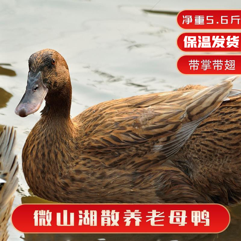 三年老鸭子农家麻鸭现杀笨鸭整只鸭子煲汤鸭子微山湖鸭子顺丰包邮