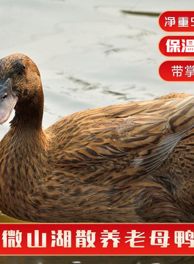 三年整只煲汤微山湖顺丰包邮鸭子