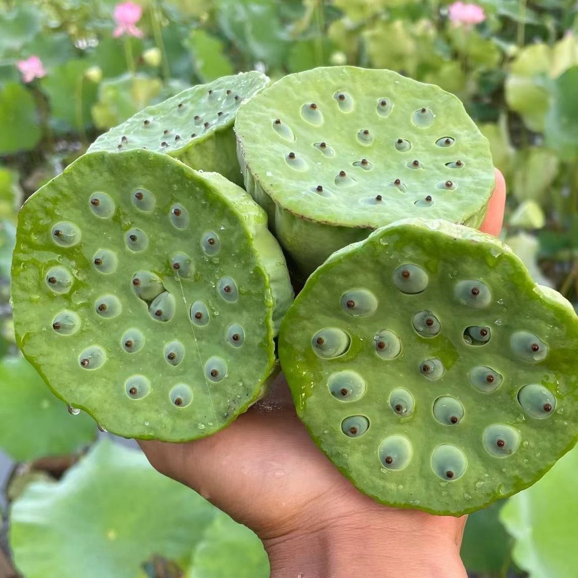 莲蓬新鲜特嫩现摘现发生吃莲子即食当季孕妇水果莲嫩莲蓬顺丰包邮