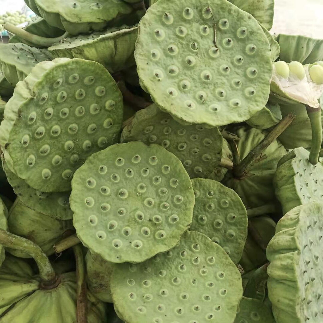 莲蓬新鲜莲子精选精品大个湖南湘莲当季时令水果现摘现发生吃即食