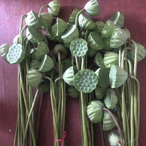 新鲜带杆莲蓬自制干花