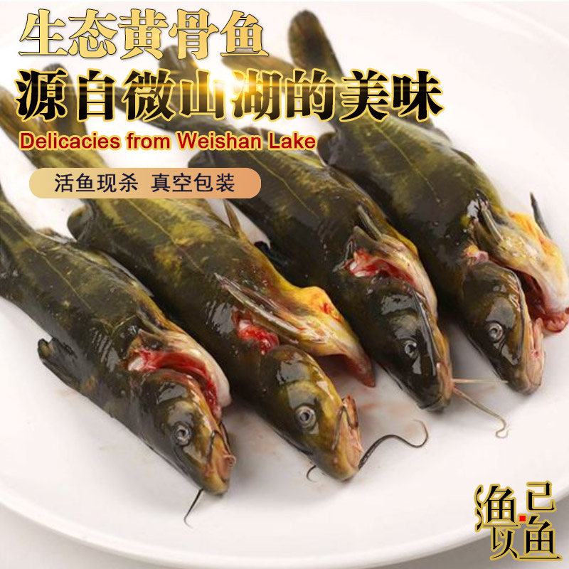 山东微山湖新鲜黄骨鱼昂刺鱼嘎鱼