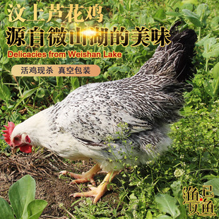 正宗山东汶上芦花鸡微山湖区渔民散养活鸡现杀保留鸡肝鸡心鸡胗