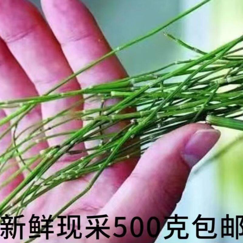 新鲜节节草野生土木贼草锁眉草笔杆草节骨草锉草问荆现采包邮1斤