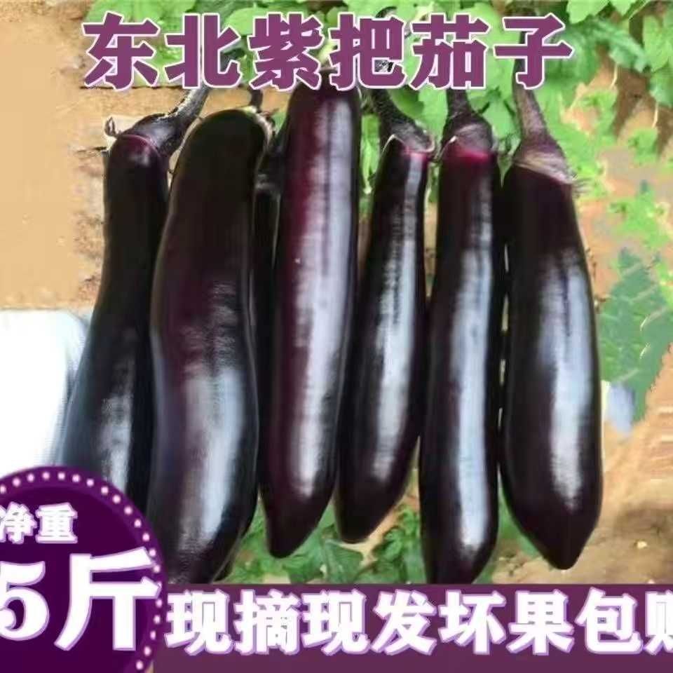 东北茄子新鲜紫长茄子新鲜时令蔬菜农家自种烧烤茄子现摘现发