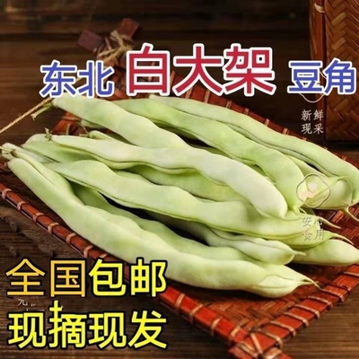 白豆角东北豆角当季芸豆白架豆现摘新鲜蔬菜净重豆角全国包邮