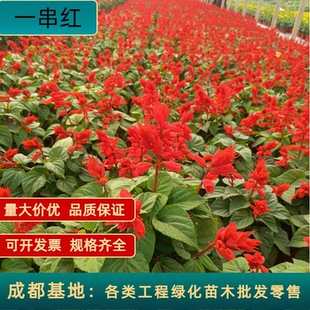 一串红花盆栽花卉绿植物易活耐寒工程园林室外庭院绿化一串红花苗