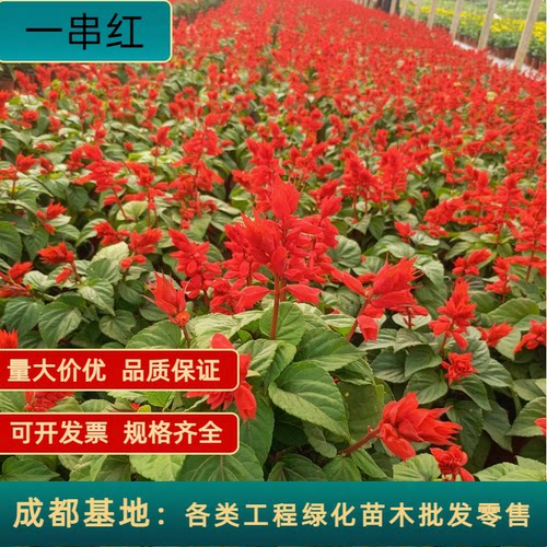 一串红花盆栽庭院绿化超级一串红