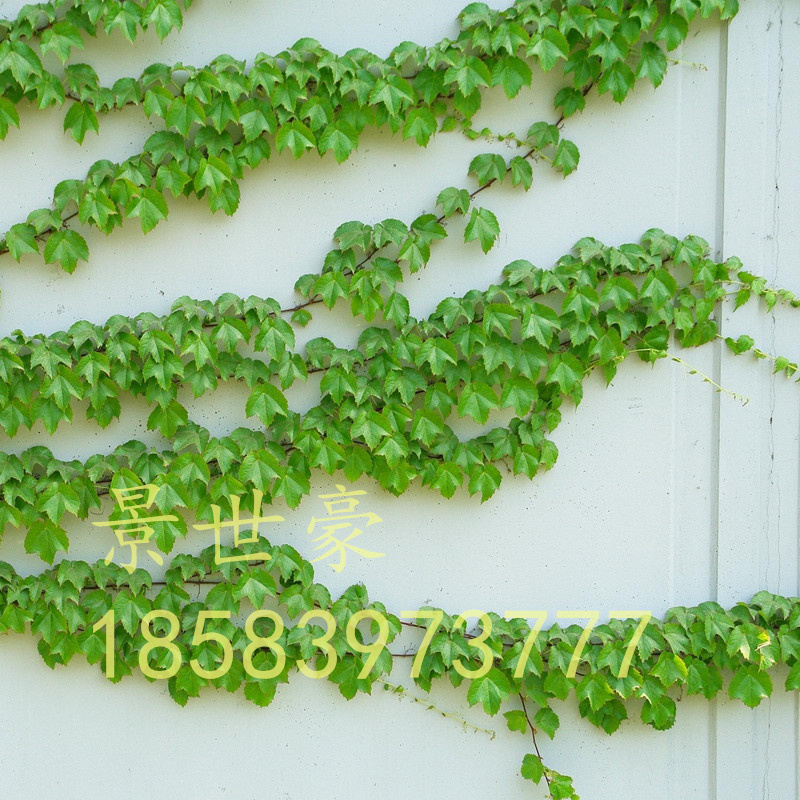 油麻藤树苗攀爬植物庭院盆栽绿植花卉爬藤花苗常绿油麻藤