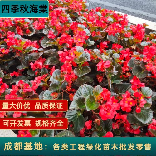 四季秋海棠盆栽花苗玻璃海棠庭院
