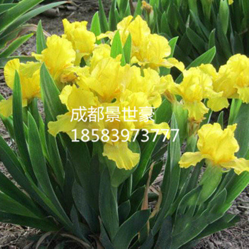 成都鸢尾花苗盆栽红花黄花蓝花紫花鸢尾蝴蝶兰苗绿植花卉水生植物