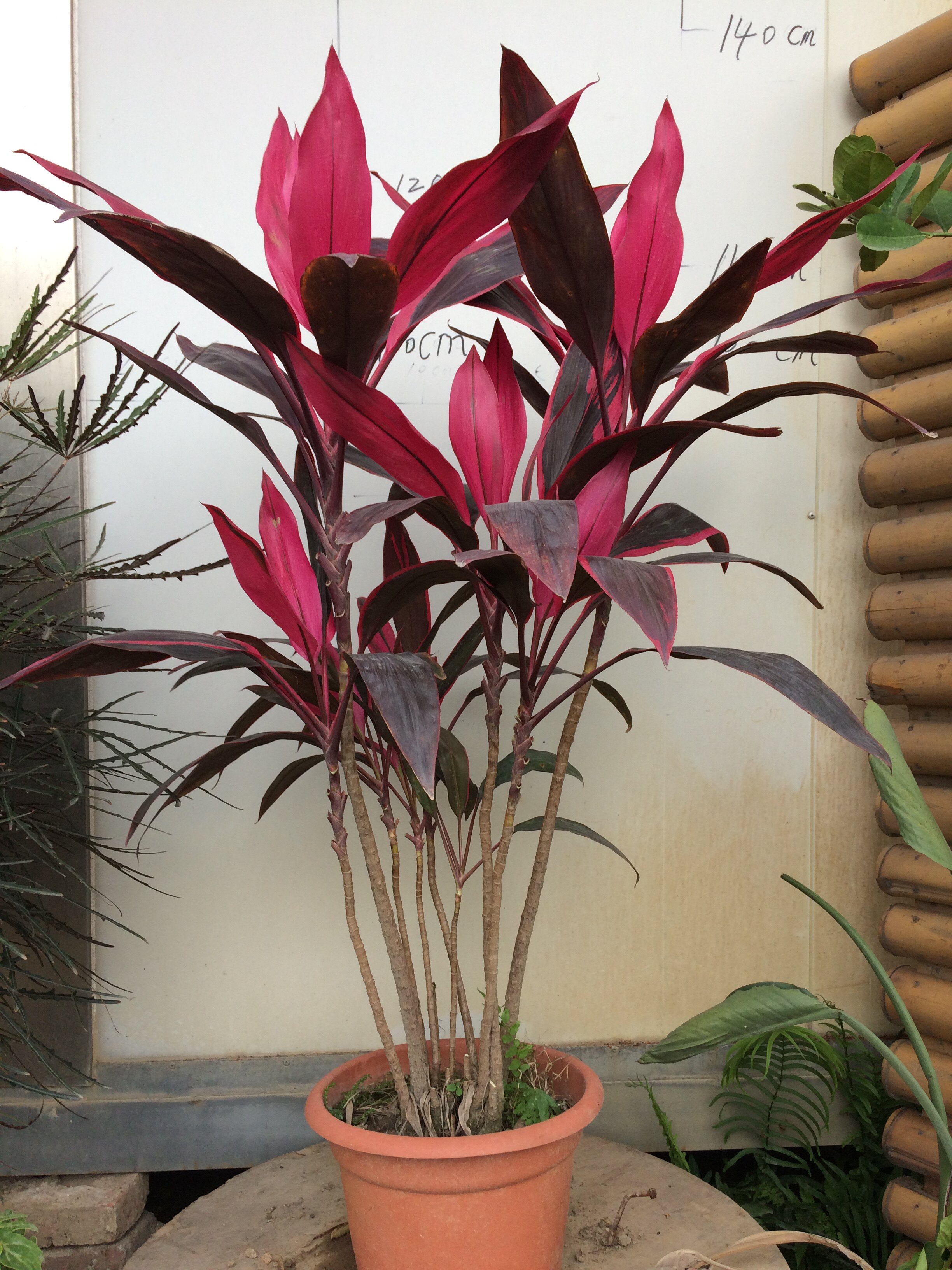 琼阳园艺红叶朱焦苗红铁红竹紫叶富贵竹水培庭院花卉植物树苗盆栽