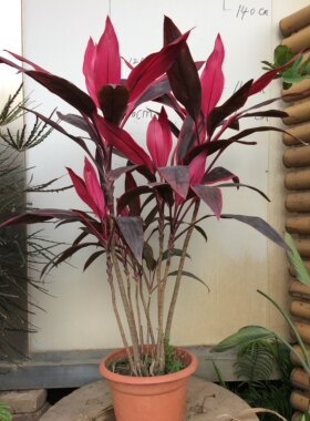 红叶富贵竹水培花卉植物盆栽