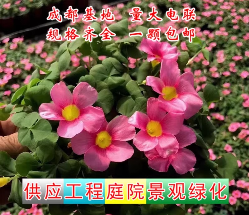 肾蕨类青叶花叶玉簪红花紫叶炸酱草芙蓉榨浆草工程绿化地被植物