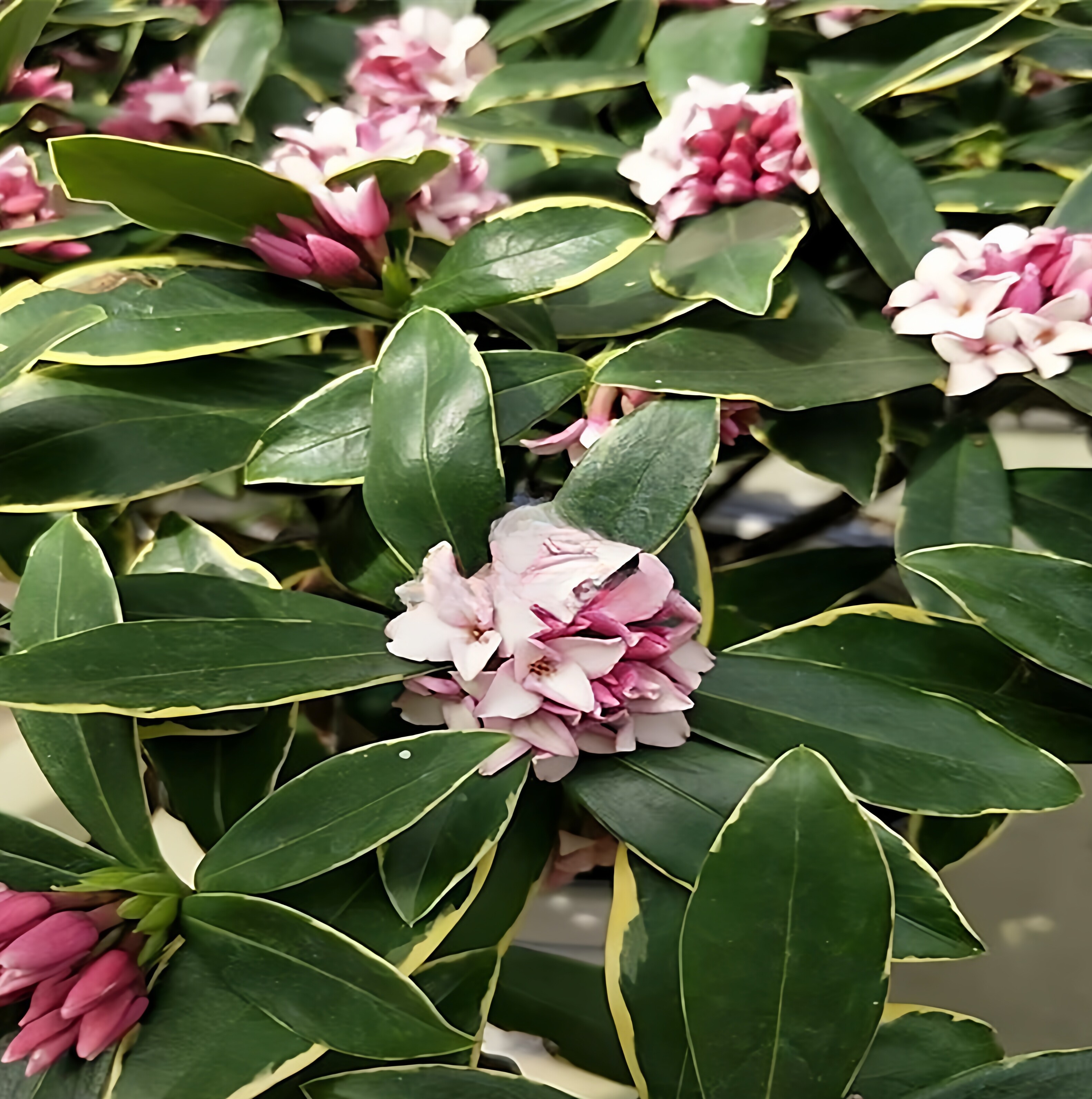 金边瑞香冬季盆景花卉绿植图片
