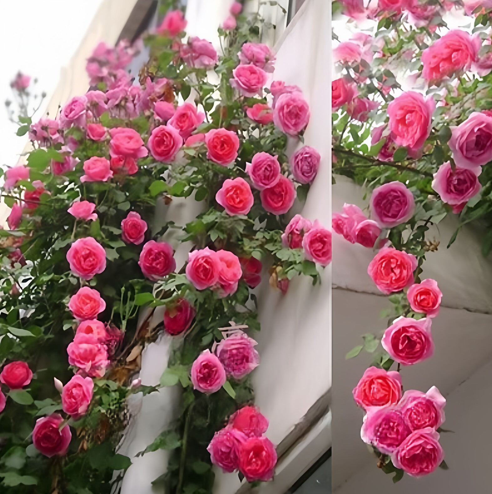 特大盆栽玫瑰阳台爬藤月季花苗