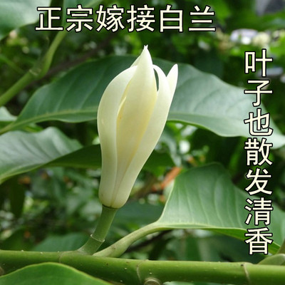 成都嫁接黄兰盆栽地栽白玉兰花