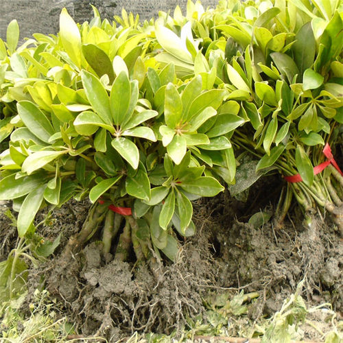 成都鸭脚木绿植盆栽鹅掌柴 办公室客厅观叶植物招财树八方来财苗