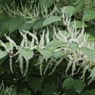 新鲜现挖虎杖中药材酸桶笋斑杖酸杖雄黄连大虫杖现挖现发带根种苗