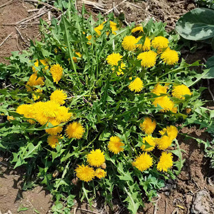 现挖现发带根苗子巨型蒲公英婆婆丁苦苦菜可食用炒食盆栽易活