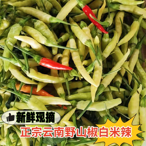 新鲜白米椒野山椒白米椒特辣尖椒小米辣剁椒黄白泡椒魔鬼朝天椒