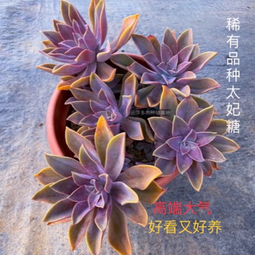 多肉植物太妃糖稀有品种大气上档次好看好养阳台精品花卉盆栽促销