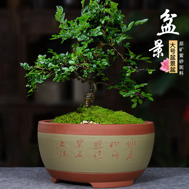 紫砂盆景盆 蝴蝶兰 罗汉松盆景竹子多头铁树大号圆形花盆包邮