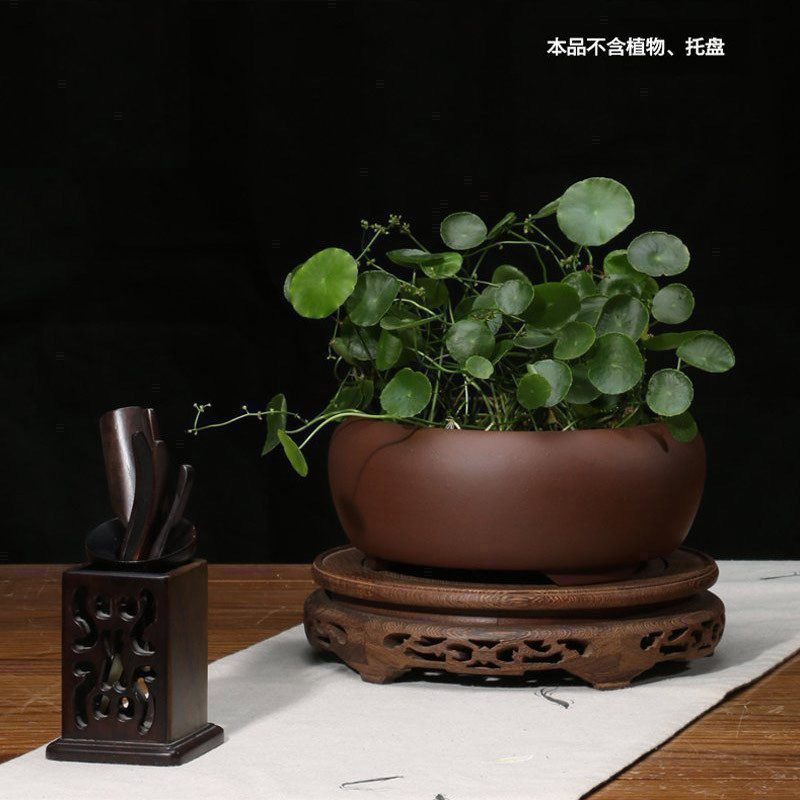 多肉植物菖蒲水仙花花盆绿植园艺陶瓷简约个性创意中等盆栽花盆