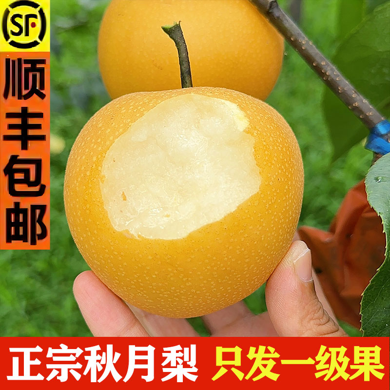 正宗秋月梨新鲜水果山东莱阳礼盒装孕妇水果大果当季整箱
