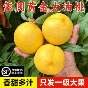 蒙阴黄油桃黄桃黄金油桃新鲜水果应季桃子新鲜桃子孕妇水果油桃
