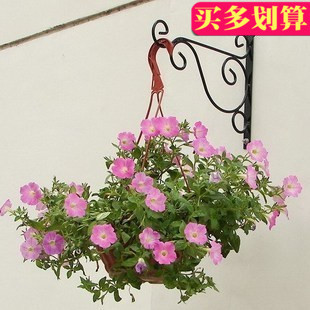 壁挂花架 吊兰支架 绿萝花支架 办公室壁挂门牌支架 悬挂广告吊牌