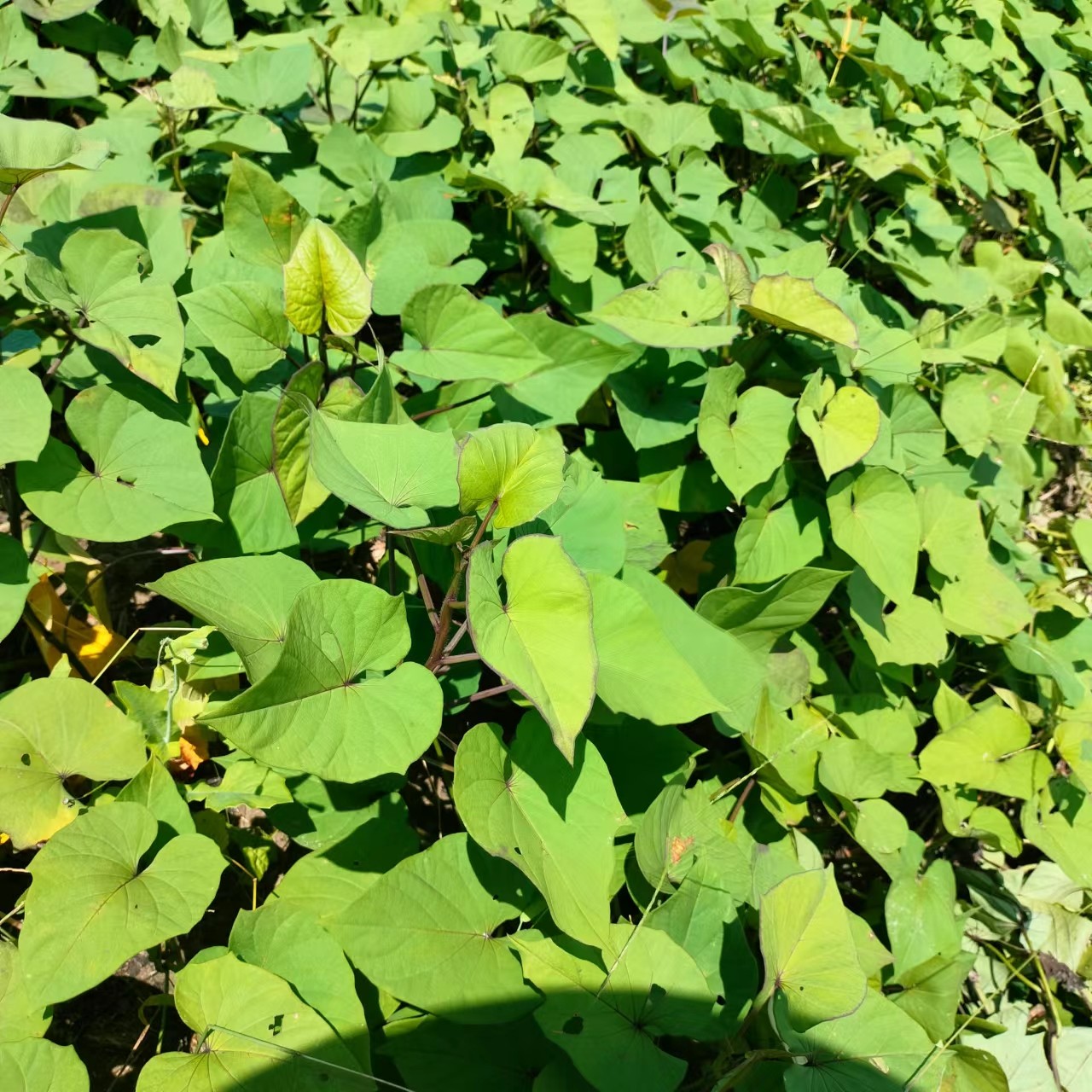 正宗茂名冰淇淋番薯苗爆粉番薯苗粉糯香甜茂名冰淇淋一点红花心薯