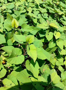 正宗茂名冰淇淋番薯苗爆粉番薯苗粉糯香甜茂名冰淇淋一点红花心薯